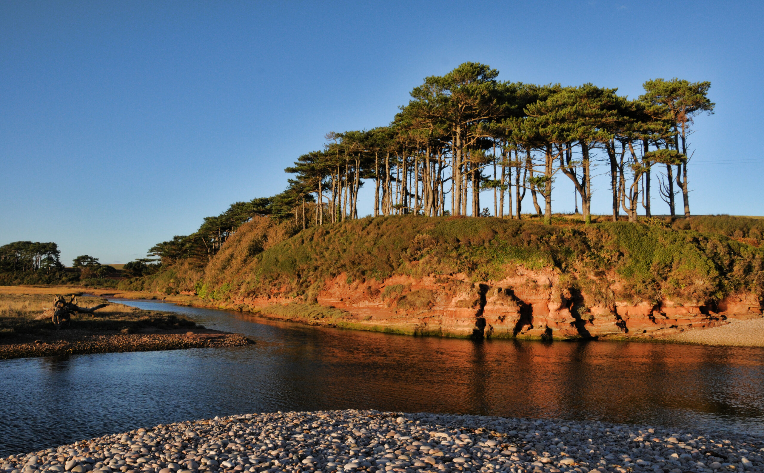 Trees on a river bank in Budleigh Salterton